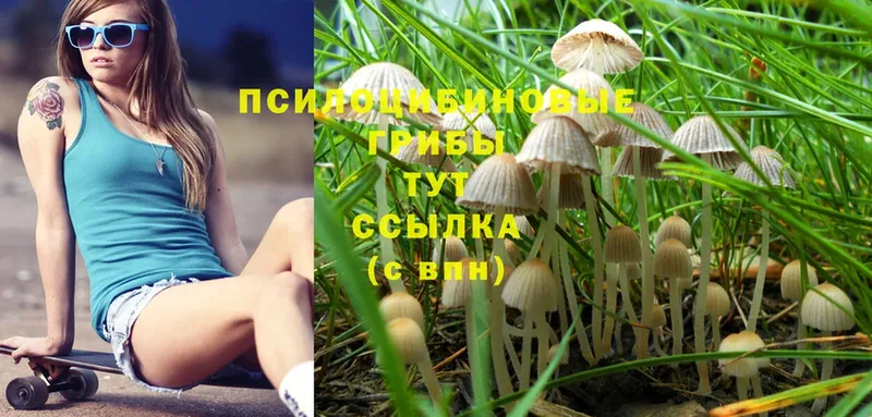 дарнет шоп  Барабинск  Галлюциногенные грибы Cubensis 